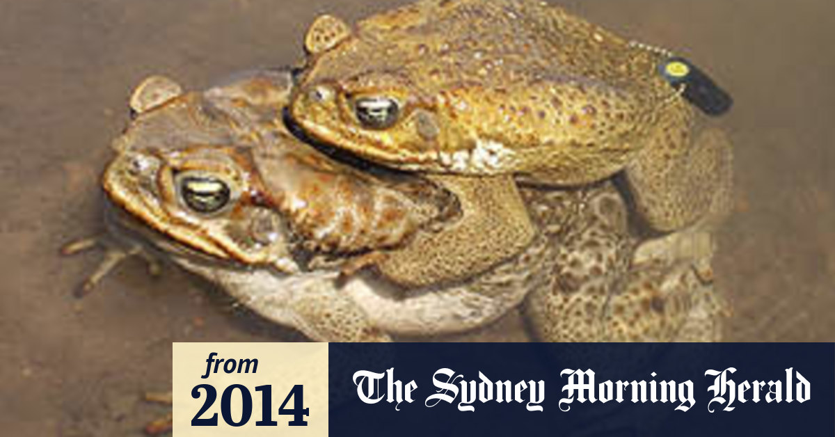 Cane toad survival secret revealed